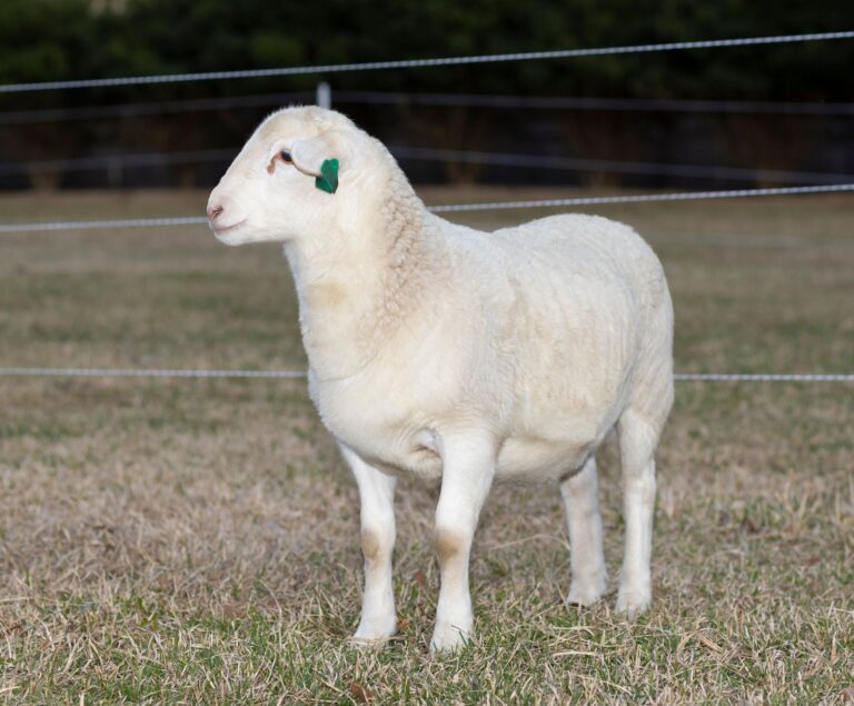 Market Lamb (ewe)